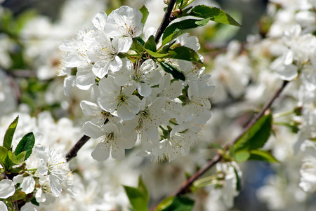cherry blossomsの写真素材