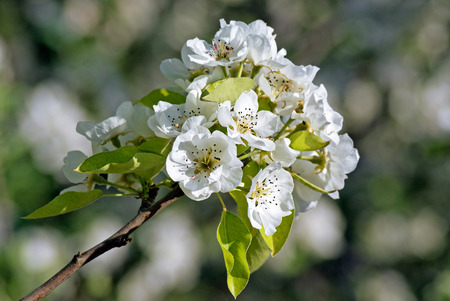 Flowering Pearの写真素材