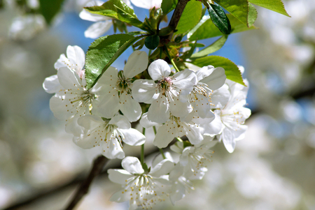 Cherry blossomsの写真素材