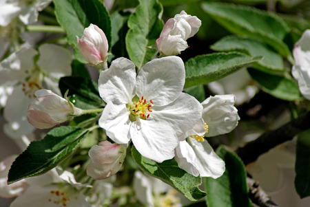 Flowering appleの写真素材