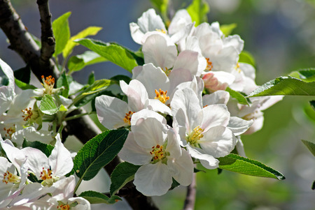 Flowering appleの写真素材