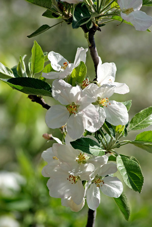 Flowering appleの写真素材