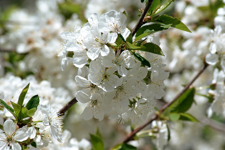 Cherry blossomsの写真素材