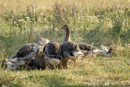 Geese feeding. Poultry are. Gaggleの写真素材
