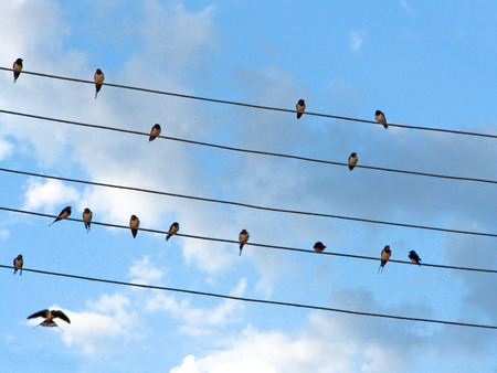 Swallows on wires on sky background. Birds on wiresの写真素材