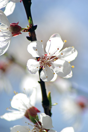 Blossoming apricot. Flowering white tree. Romantic Spring Photoの写真素材