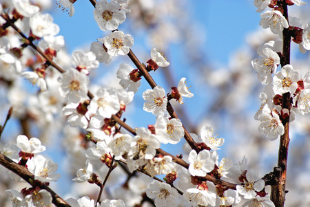 Blossoming apricot. Flowering white tree. Romantic Spring Photoの写真素材