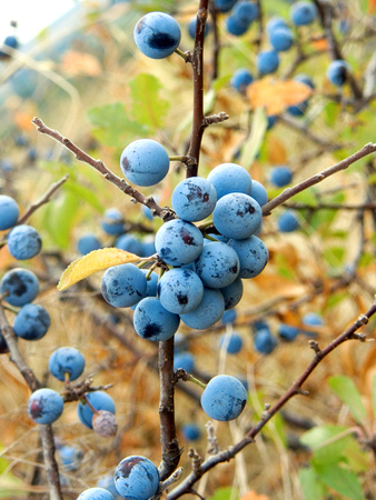 Sloe Fruit at Blackthorn Tree. Berries of blackthorn or sloe on unfocused background.の写真素材