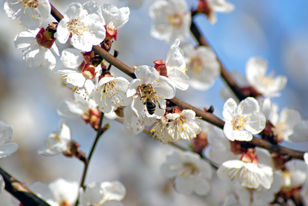 Blossoming apricot. Flowering white tree. Bee pollinates flowerの写真素材