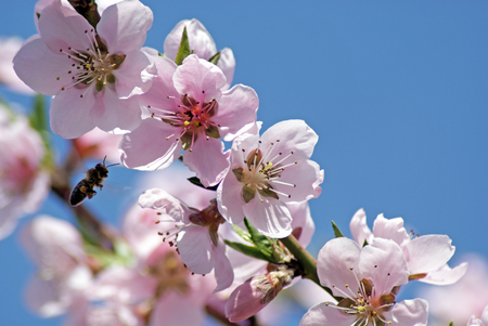 Blossoming peach. Flowering white tree. Bee pollinates flowerの写真素材