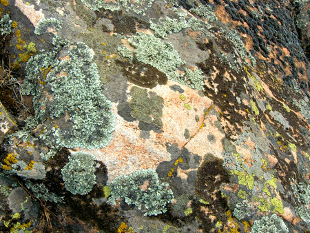 Granite mossy, texture, close-up. Background. A mossy ground in the garden.の写真素材