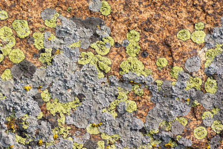 Granite mossy, texture, close-up. Background. A mossy ground in the garden.の写真素材