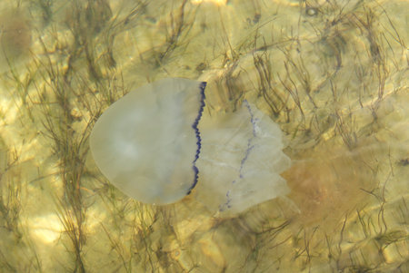 Jellyfish swims in the Sea of Azov. Close-upの写真素材