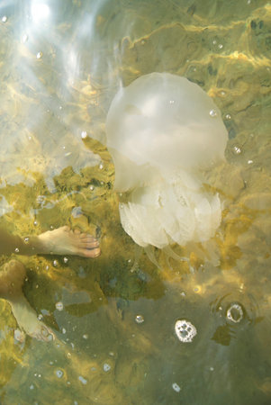 Jellyfish swims in the Sea of Azov. Close-upの写真素材
