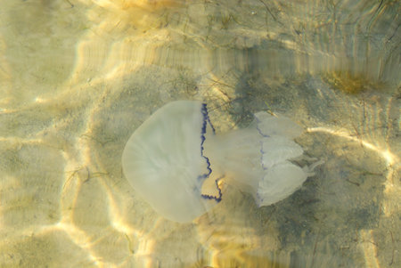 Jellyfish swims in the Sea of Azov. Close-upの写真素材