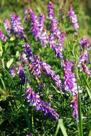 Vicia cracca (tufted vetch, cow vetch, bird vetch, blue vetch, boreal vetch)の写真素材