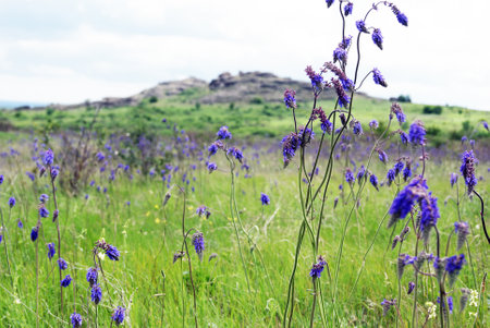 Salvia nutans, nodding sage. Steppe. National Park "Stone Tombs". National Nature Sanctuary. Donetsk. Ukraineの写真素材