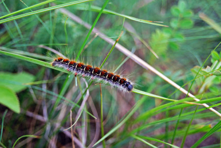 Caterpillar crawling on green grassの写真素材