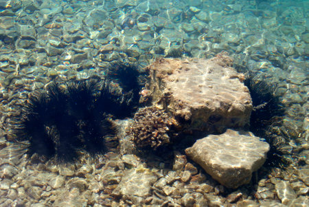 Sea urchin Echinothrix diadema, commonly called diadema urchin or blue-black urchin, underwaterの写真素材