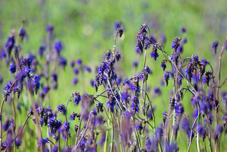 Salvia nutans, nodding sage. Steppeの写真素材