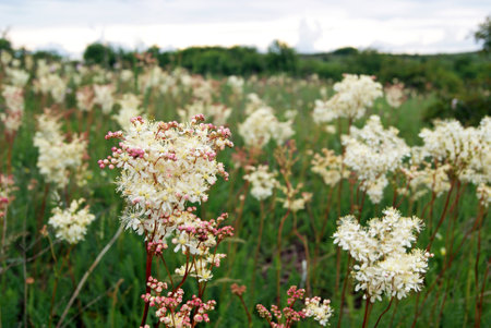 Filipendula vulgaris. Dropwort or fern-leaf dropwortの写真素材