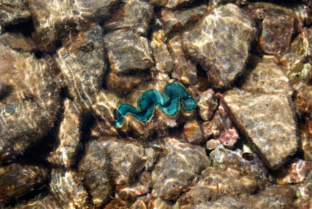 Beautiful photograph of a vibrant, giant clam under waterの写真素材