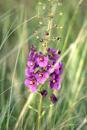 Purple Mullein (verbascum Phoeniceum) against the background of feather grass. Wild steppe. Close-upの写真素材