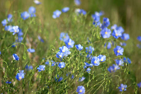 Flax (Linum usitatissimum), common flax, linseed. Blue flax flowers grows in the fieldの写真素材