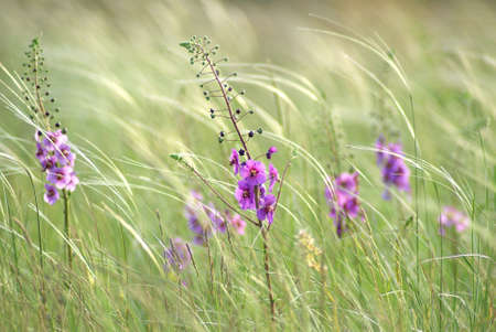 Purple Mullein (verbascum Phoeniceum) against the background of feather grass. Wild steppe. Close-upの写真素材