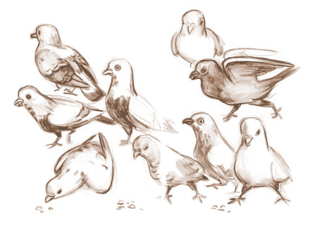 Outline sketches pigeons from nature. Drawing with pencilの写真素材