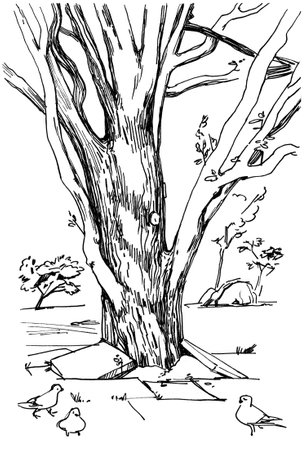 Linear sketch trees from nature. Hand drawingの写真素材