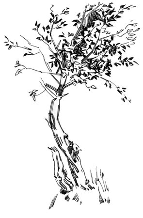 Outline sketches trees from nature. Hand drawing in pencil and linerの写真素材