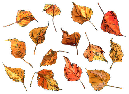 Autumn leaves. Freehand drawingの写真素材