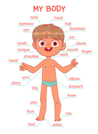My body parts. Boy. Cartoon styleのイラスト素材