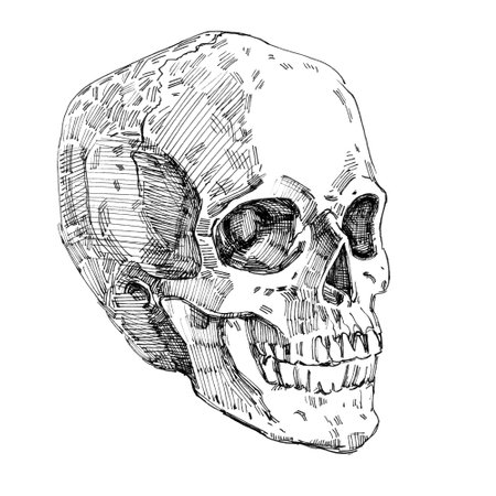Art-line ink drawing of human skullの写真素材