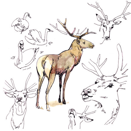Pictorial representation of a deer framed by sketches of its.の写真素材