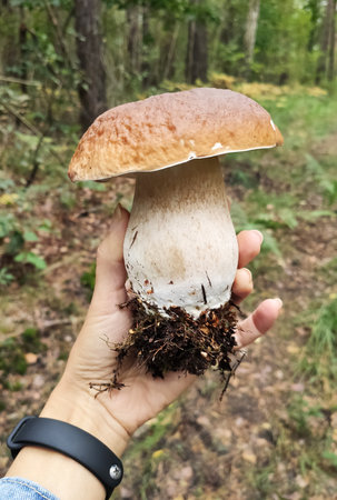 Huge Boletus in my hand. Mushrooms in the fall forestの写真素材