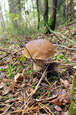 Boletus. Mushrooms in the fall forestの写真素材