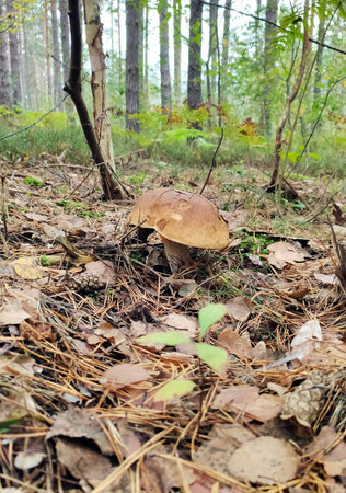 Mushrooms Boletusの写真素材
