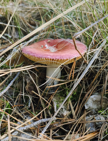 Mushrooms in the fall forest. Russulaの写真素材