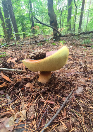 Mushrooms in the fall forest. Boletusの写真素材