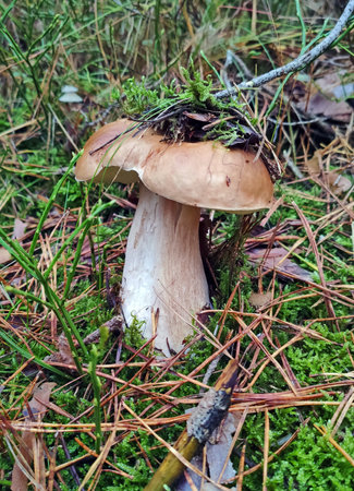 Mushrooms in the fall forest. Boletusの写真素材