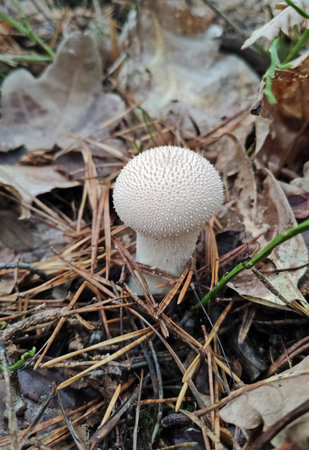 Mushrooms in the fall forest, Lycoperdon perlatumの写真素材