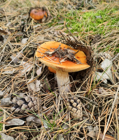 Mushrooms in the fall forest. Russulaの写真素材