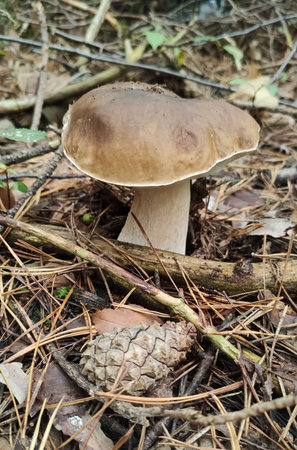 Mushrooms in the fall forest. Boletusの写真素材