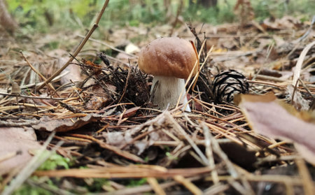 Mushrooms in the fall forest. Boletusの写真素材