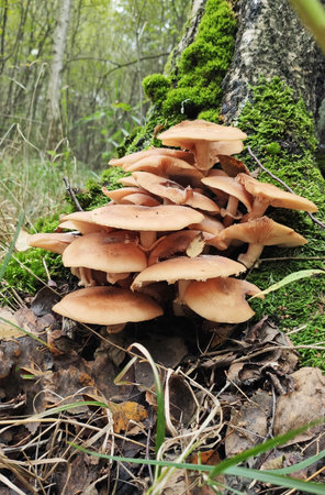 Mushrooms in the fall forest. Armillaria ostoyaeの写真素材