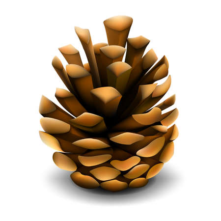 Pine cone with shadow vector realistic illustrationのイラスト素材