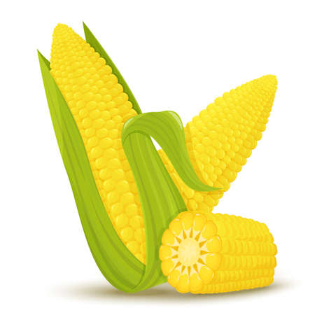 Cartoon corn. Golden maize harvest, popcorn corny grains and sweet corn. Ear of corn, delicious vegetables or corns cob. Agriculture meal harvesting isolated vector illustration icons setのイラスト素材