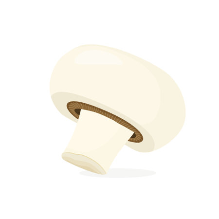 Vector Champignon mushrooms. Vegetable illustration for farm market menu. Healthy food design. Flat cartoon styleのイラスト素材